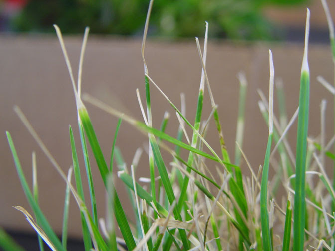 ascochyta-grass-blade-damage-closeup