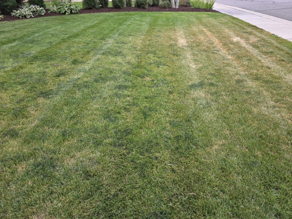 ascochyta-lawn-browning-early-stage