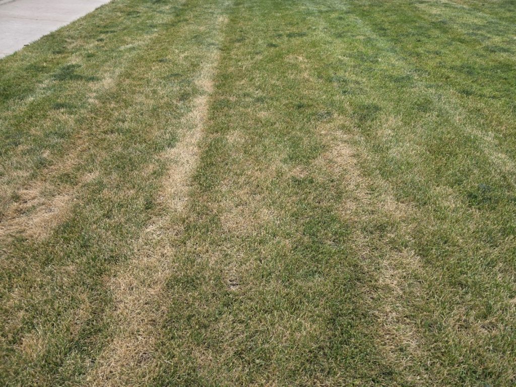 ascochyta-lawn-streaks-mowing-pattern